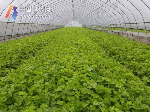 寧波力保主要農產品穩定供應 當前 菜籃子 產品供應充足