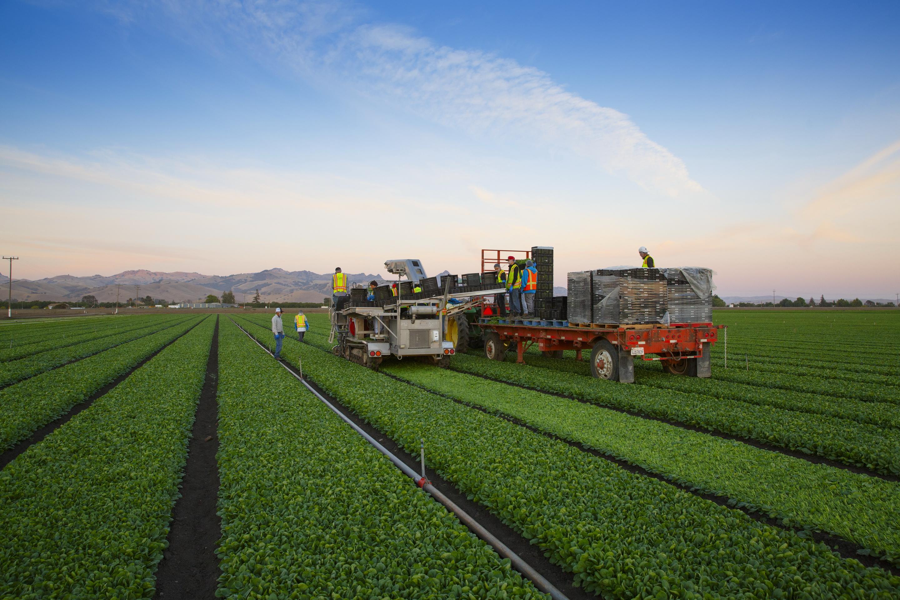 蔬菜收割(農業機械)? - 