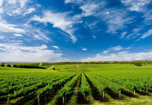 農(nóng)業(yè)該如何做大轉(zhuǎn)強(qiáng),成為強(qiáng)勢(shì)產(chǎn)業(yè)