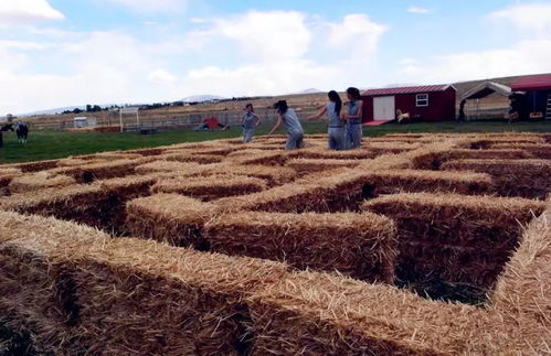 313文旅 體驗(yàn) 是休閑農(nóng)業(yè)提供給消費(fèi)者高層次的 產(chǎn)品