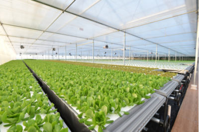 起底京東植物工廠(chǎng):水培蔬菜安全到不洗就能吃