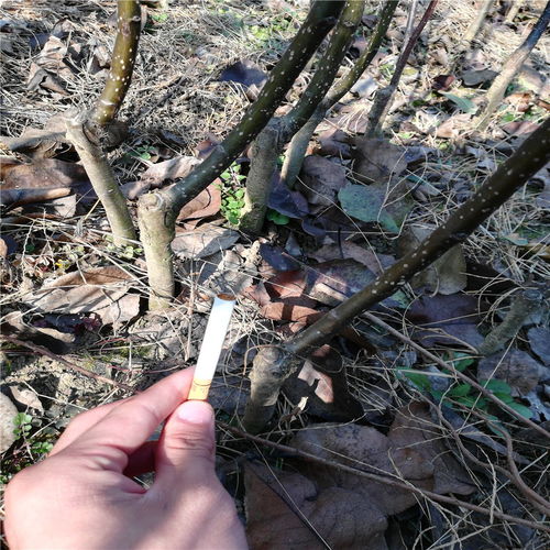 四年梨苗什么價(jià)位 銷(xiāo)售四年梨苗什么價(jià)格