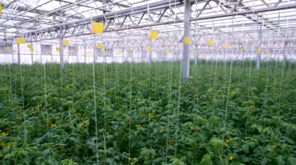 河北的凈菜、智利的車厘子,是怎么第一時間到我們的餐桌上的?