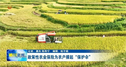 中航安盟保險 稻穗飄香,農業(yè)保險助力農戶顆粒歸倉