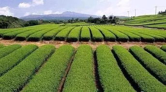 快來瞅瞅 今年國家先給錢后建設的4類農業(yè)產業(yè)項目,最多補貼1個億