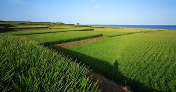 臺灣農業(yè)品牌惹人愛的原因是什么