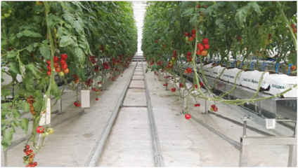 農場故事 新農業(yè)領域的智能溫室