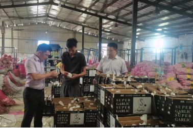 立足特色產業(yè) 推廣惠農產品 助力成武大蒜 出海遠洋