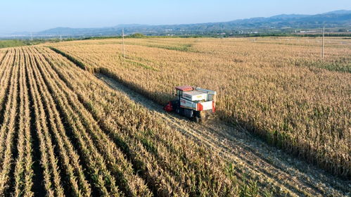 全國秋糧進入收獲高峰期 已收獲54.8