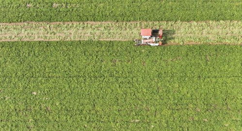 全國秋糧進入收獲高峰期 已收獲54.8