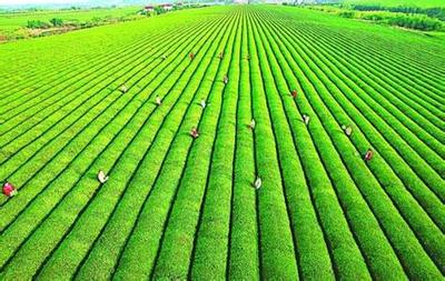 推行農業清潔生產刻不容緩