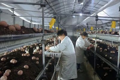 全國市場四成!阜陽"名貴"產品,厲害了!