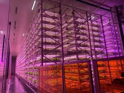 顛覆農(nóng)業(yè)刻板印象,中國植物工廠&ldquo;點(diǎn)亮&rdquo;資本前路