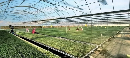 涇陽入選國家現(xiàn)代農(nóng)業(yè)產(chǎn)業(yè)園 打造西部蔬菜產(chǎn)業(yè)新標桿