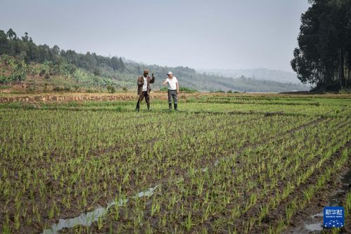 中國人的故事 中國援盧旺達農(nóng)業(yè)技術示范中心的中國專家
