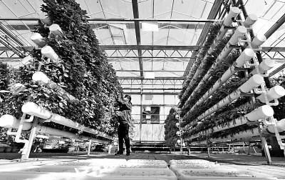 未來(lái)農(nóng)業(yè)科技暢想曲:植物工廠、智慧農(nóng)業(yè)、功能食品