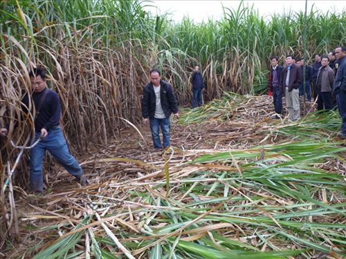 【供應科豐牌小型收割機(圖)】價格,廠家,圖片,其他農業機械,桂林高新區科豐機械有限責任公司-