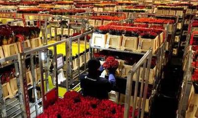 荷蘭創意農業:高科技的產業鏈整合